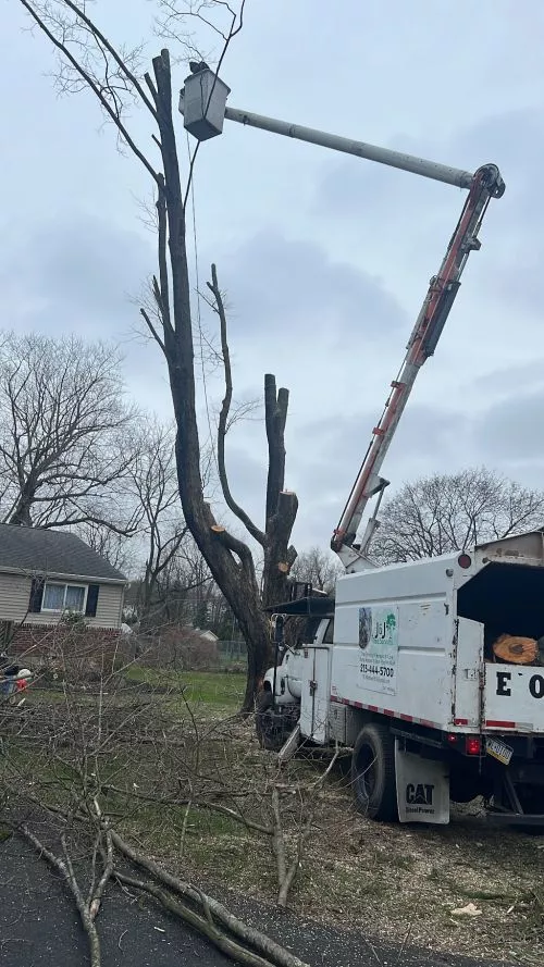 If you are in Bucks County, PA and looking for tree services. . . Julio and his team are the best around