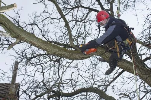 Philadelphia Tree Service Experts has helped me with enormous assignments in tough situations