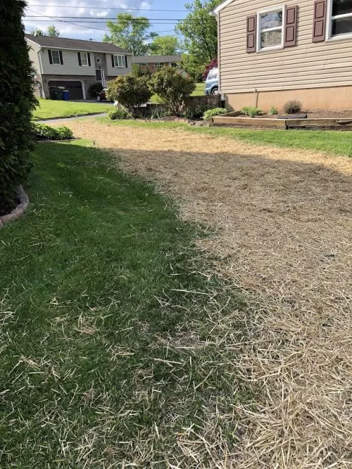 Ryan and his team at Staub’s Stump Removal were beyond extraordinary