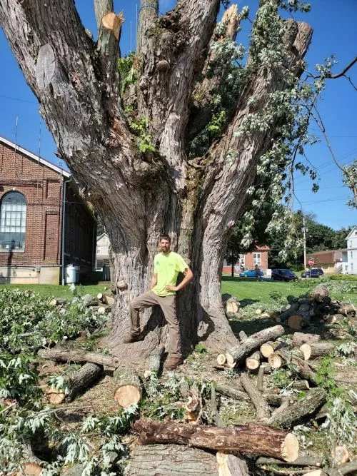 The guys from A+ Tree removal were very professional and hard working