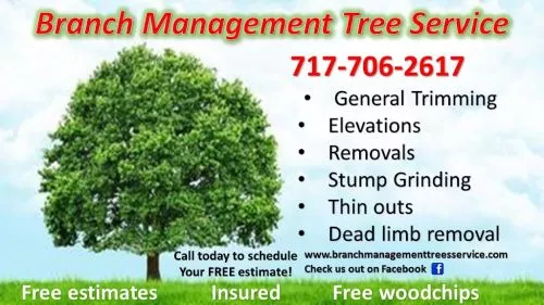 Had Alan come out numerous times and always does great work. He"s our only go to guy for tree work. A++++