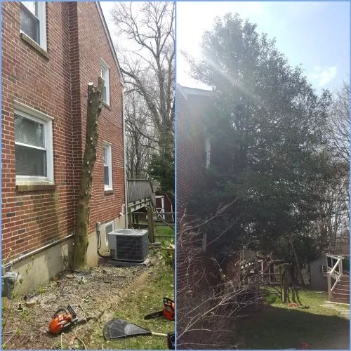 I requested a quote for Angel Contractor for tree cut down service. They got the job done within a few hours