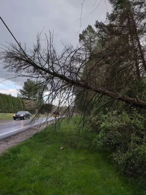 Quick & Wonderful service when I had a tree down over the driveway