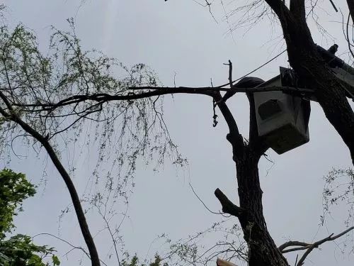 Eric and his crew did a great job removing my backyard mulberry tree