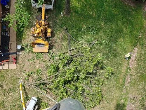 Glenn"s Tree Service removed 22 dead trees and cleaned up misc fallen trees and brush from our back yard and did so very