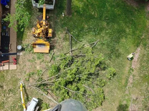 We had a company come trim our tree and never bothered to tell us it was dying