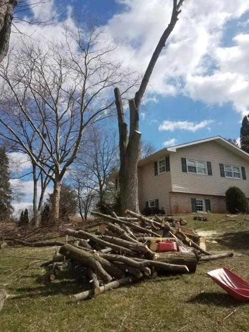 We had a very large tree uplifted and thinned out. Service was excellent: on time, worked diligently until the job was done