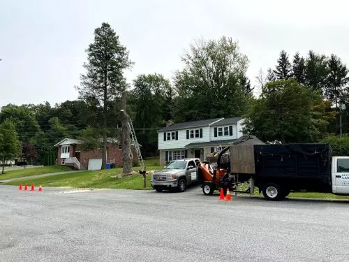 We had 4 large trees + stumps removed from our yard by Accurate Care and were so pleased with their work