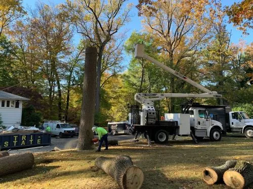 We recently used Four Brothers to remove 15 large (85 ft and up!) spruce trees from our rear property line, which they