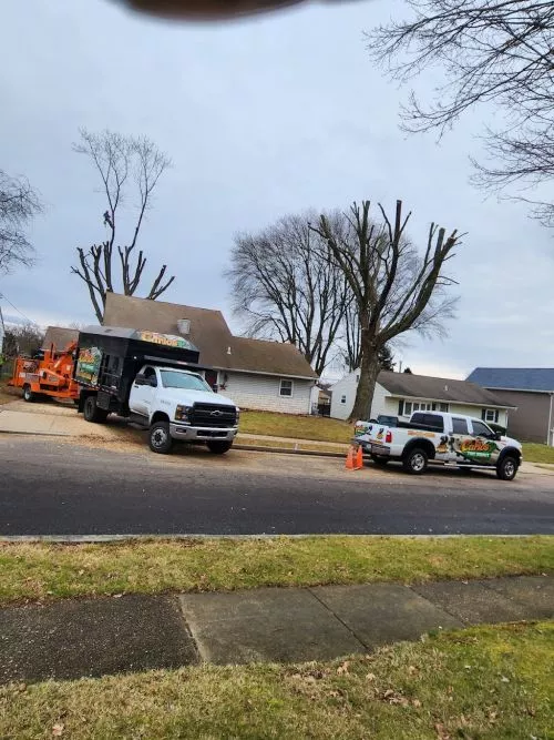 Carlos P Tree Service did an excellent job trimming the trees on my property. They also did a little extra