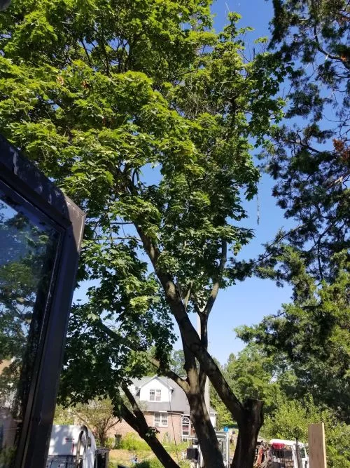 Cody removed a problem tree from a property I was renovating and exceeded my expectations