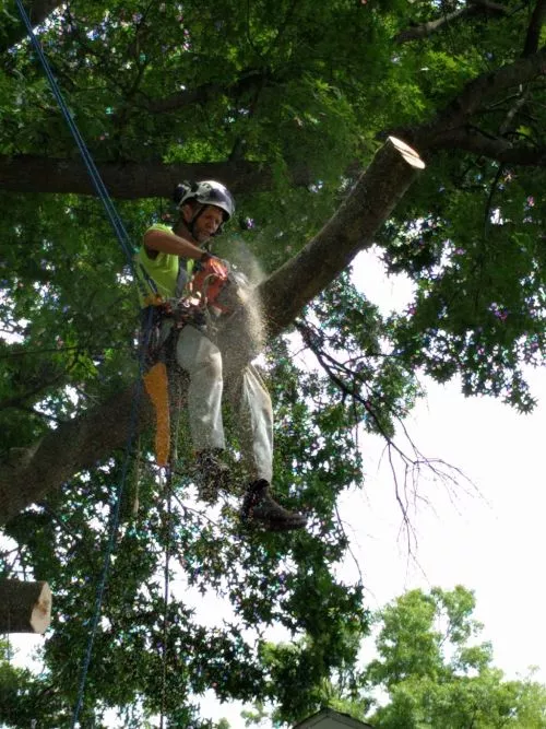 I highly recommend Bob’s tree service. They were professional, prompt and personable