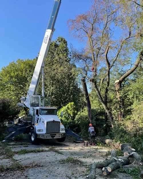 Great service and did an excellent job removing a tree near my house. 