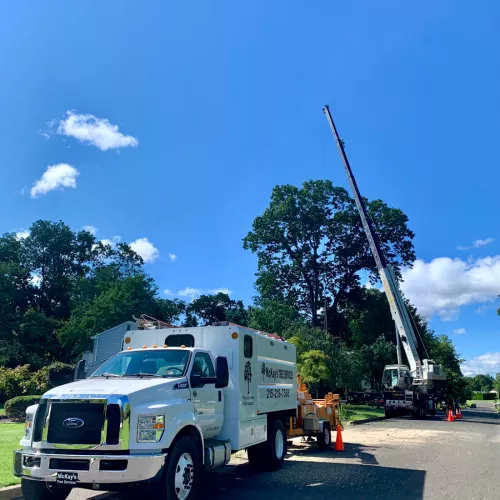 McKays tree service did an excellent job for me. Yesterday Mike and his crew took down a dying 35ft Greenspire Linden tree