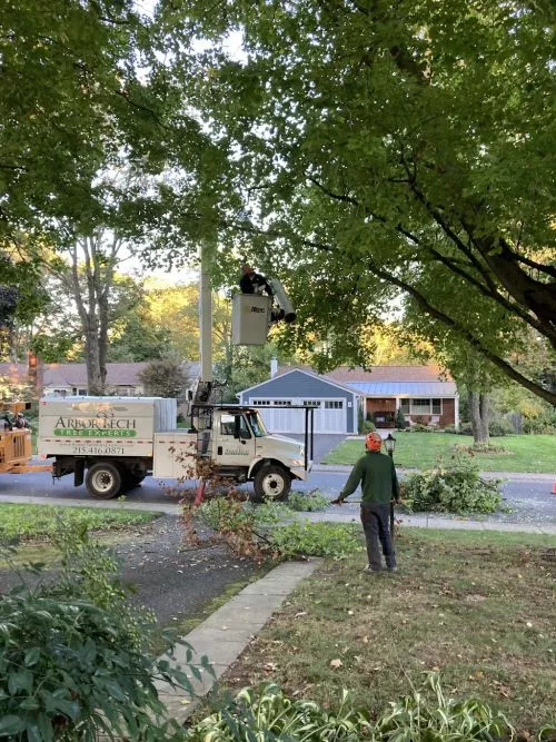 We recently purchased a new house in which the property needed some MAJOR tree trimming and removal