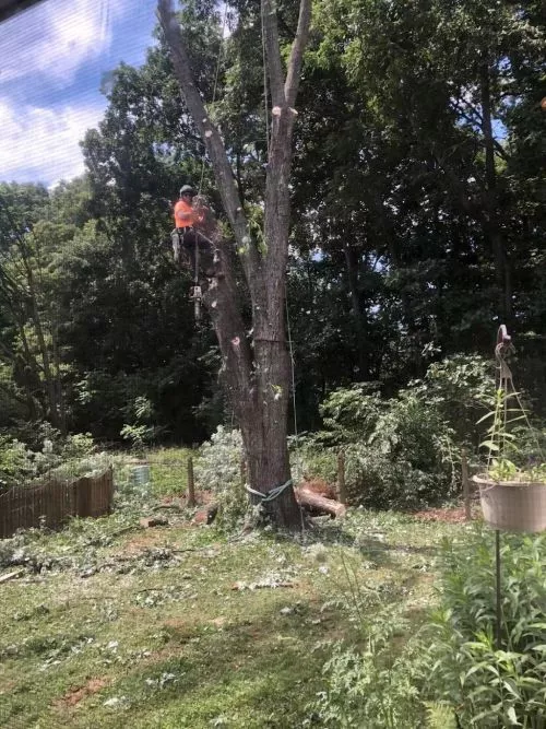 I just moved to downingtown and needed someone to remove about 5 trees that was blocking most of the sunlight to my house,