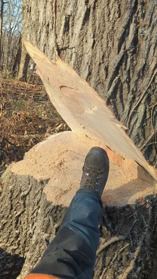 Jason and his team recently felled a large Norway Maple tree on my property that was overhanging several buildings and was