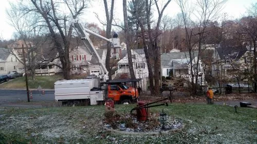 The crew did a great job, took down 2 trees and trimmed tree over our house roof, very professional