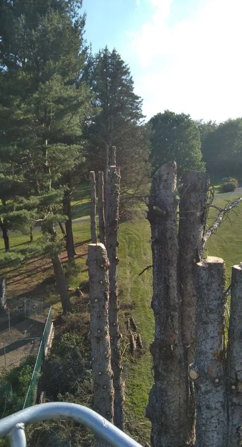 They did a very good job of trimming some trees for me. Highly recommend. 