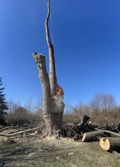 Wonderful experience with this company! Needed 1 tree trimmed and another taken down