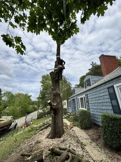 I was so worried about our huge pine tree in our front yard, right between the house & power lines. I"m not sure why